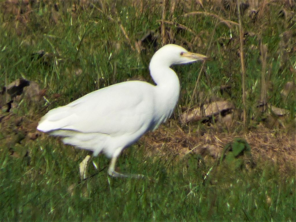 Airone guardabuoi (Bubulcus ibis)